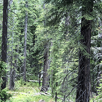 photograph of a forest